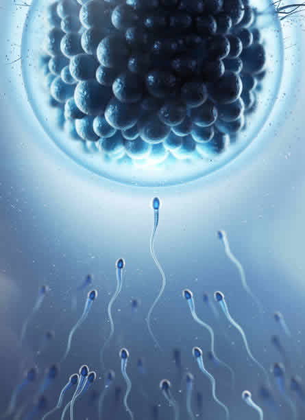2025年孕泰泰国试管婴儿费用及联系方式揭秘