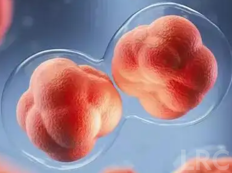 频繁加班熬夜的程序员夫妻，在LRC做试管前需要调整生活多久？