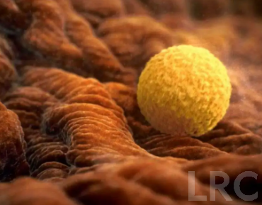 想把试管整个过程写成日记或书，赴泰过程中如何记录更有参考价值？