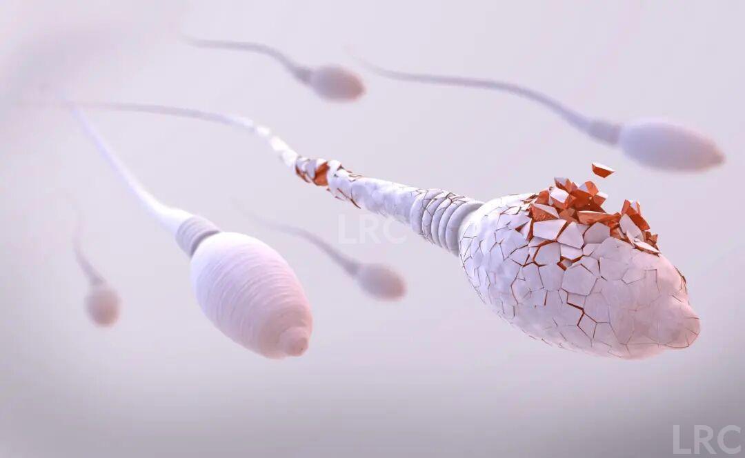 从受精到胚胎:精子质量到底影响有多大?